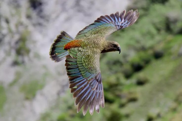 Птицы новой зеландии фото Kea New Zealand Birds Online Weird animals, Parrot, Animal pictures