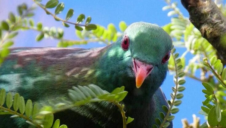 Птицы новой зеландии фото The mighty kererū: Does New Zealand have a new national bird? Bird, Forest habit