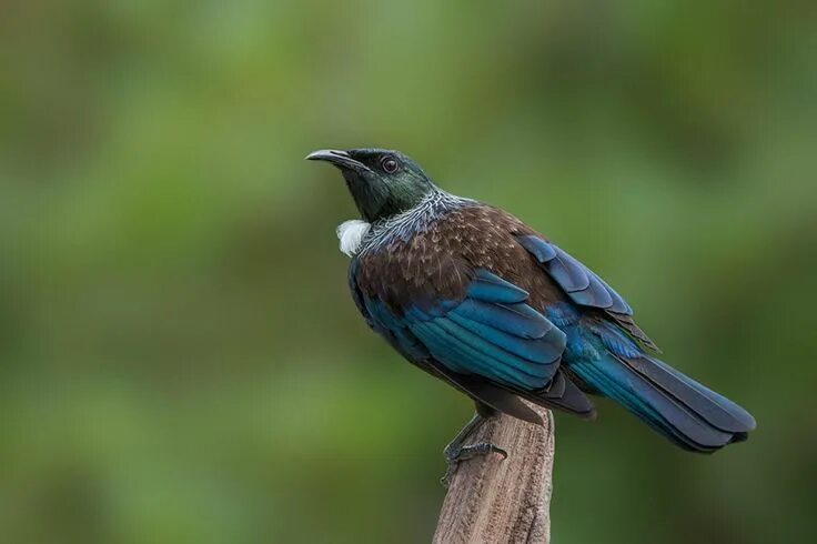 Птицы новой зеландии фото Pin by Sue Lucas on Birds - Tui Tui bird, New zealand wildlife, Bird pictures