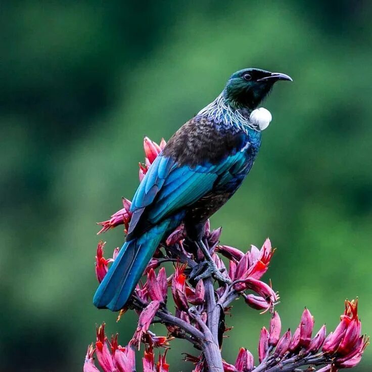 Птицы новой зеландии фото Capturing the glorious colour of the New Zealand Tui #NZ_birds photo by @sandysv