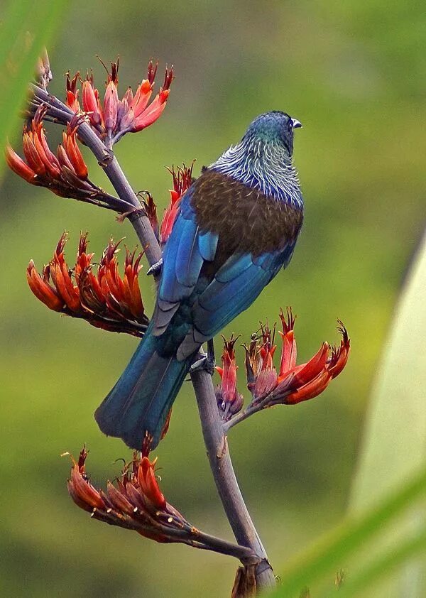 Птицы новой зеландии фото Tui and flax Beautiful birds, Pet birds, Tui bird