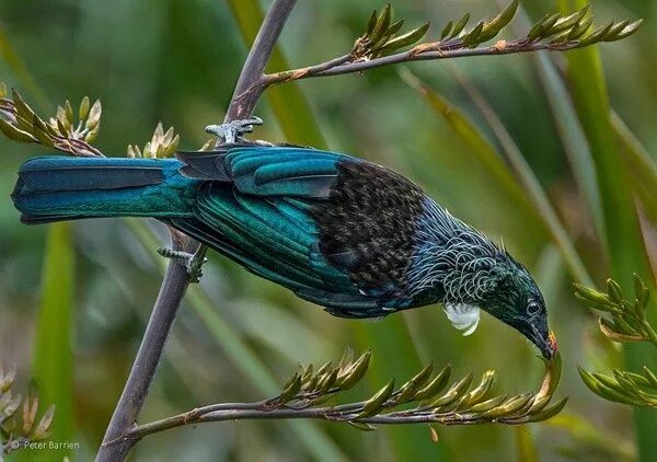 Птицы новой зеландии фото Australian Geographic Nature Photographer of the Year Australian fauna, Nature p