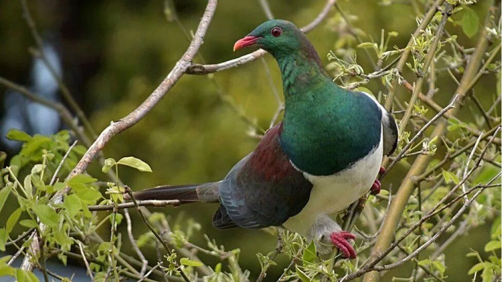 Птицы новой зеландии фото New Zealand votes tipsy pigeon bird of the year - BBC News