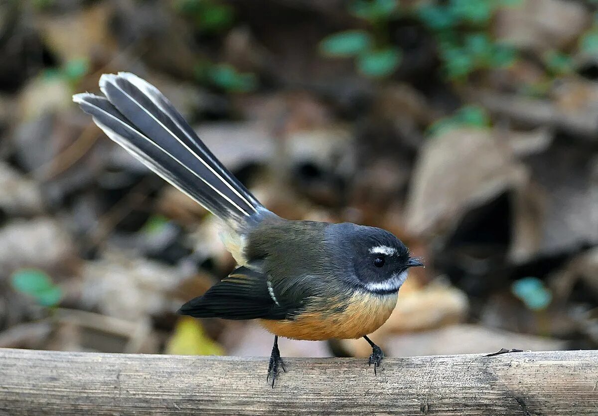 Птицы новой зеландии фото New Zealand fantail - Wikipedia