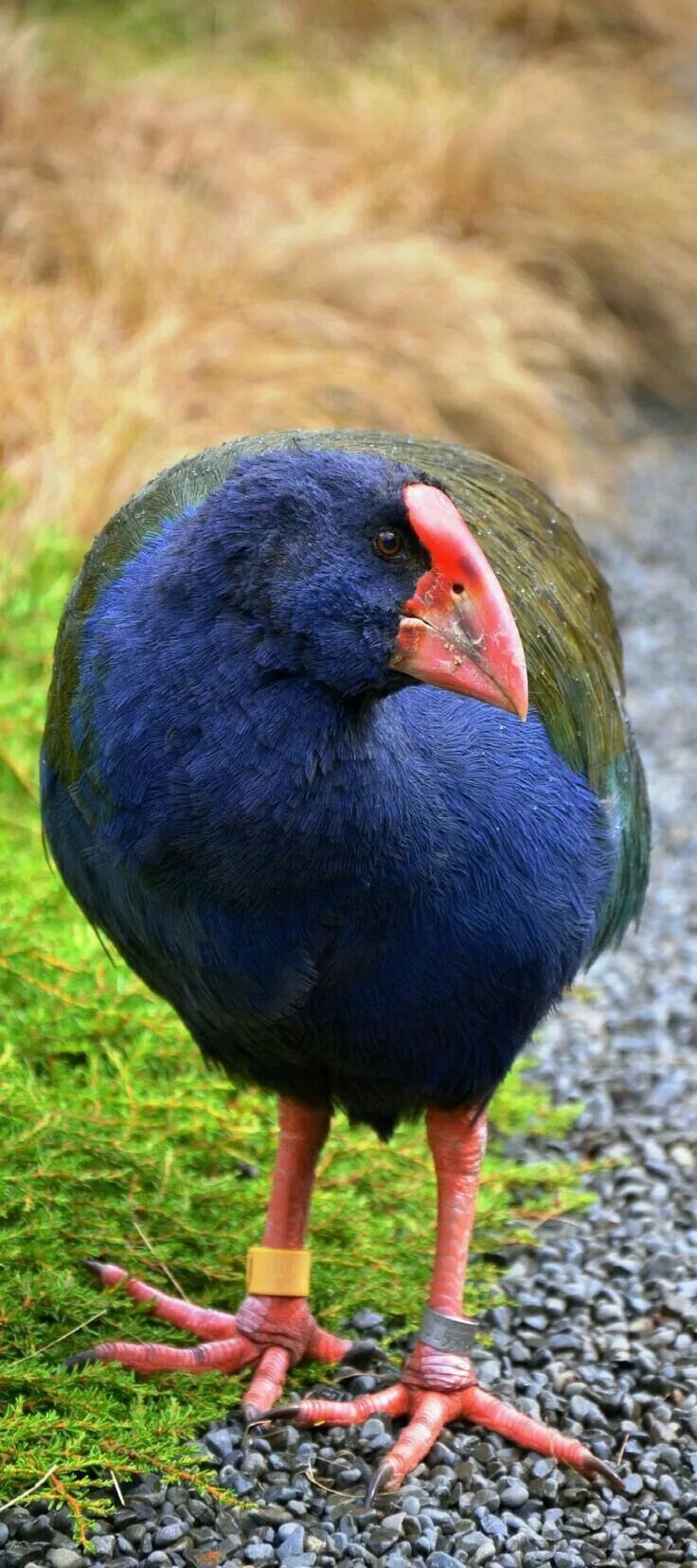 Птицы новой зеландии фото Takahe, New Zealand Pet birds, Exotic birds, Beautiful birds