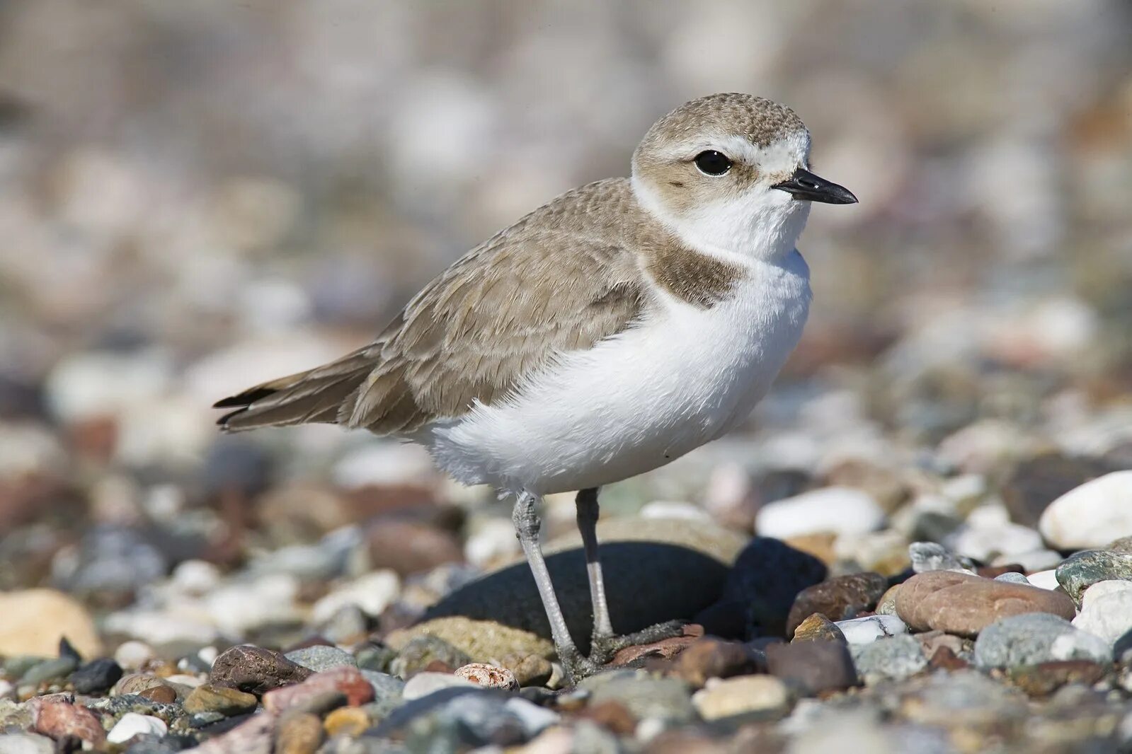 Птицы новой земли фото с названиями File:Snowy Plover.jpg - Wikipedia