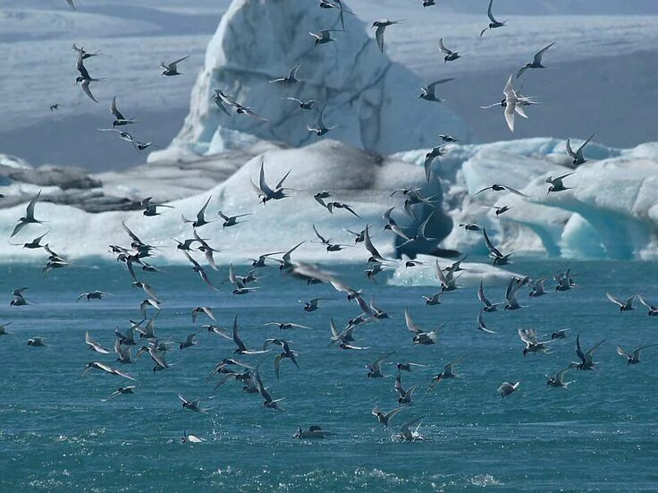 Птицы новой земли фото с названиями Pin by vivi stath on antarctica Arctic tern, Wild creatures, Arctic tundra