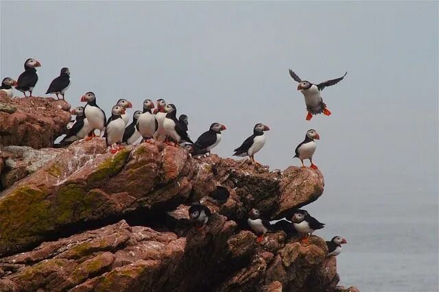 Птицы новой земли фото с названиями Where to see Puffins in Iceland? Travelgal Nicole Whale watching trip, Puffins b