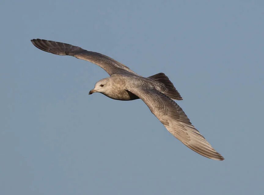 Птицы новой земли фото с названиями Damp Squib, Got Better - Cape Sable Birding