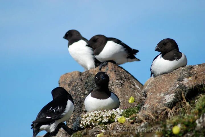 Птицы новой земли фото с названиями Arctic cruise to Novaya Zemlya, Severnaya Zemlya and Franz Josef Land