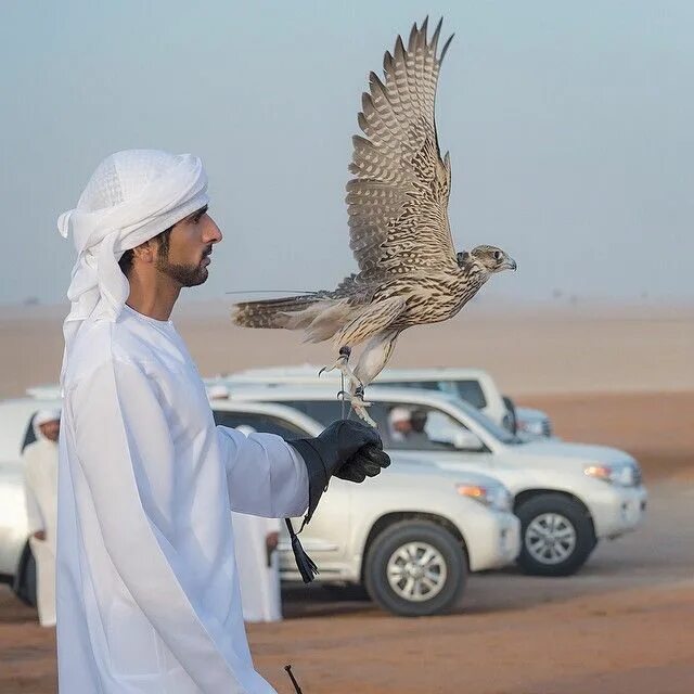 Птицы оаэ фото Pin on E-2014 Falconry Season