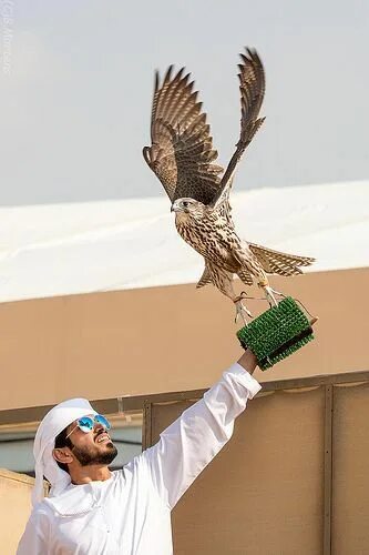 Птицы оаэ фото Pin on Prince mohammed Handsome arab men, World handsome man, Abu dhabi