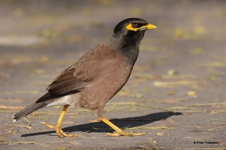 Птицы оаэ фото Common Myna - Dubai Cute birds, Birds, Beautiful birds