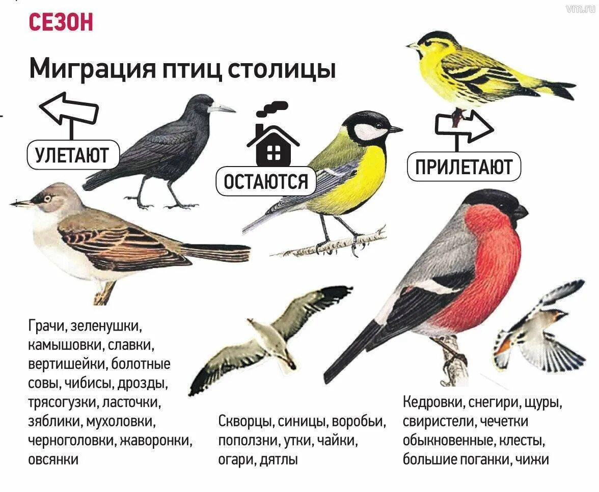 Птицы обитающие в московской области фото Птицы подмосковья - 68 фото