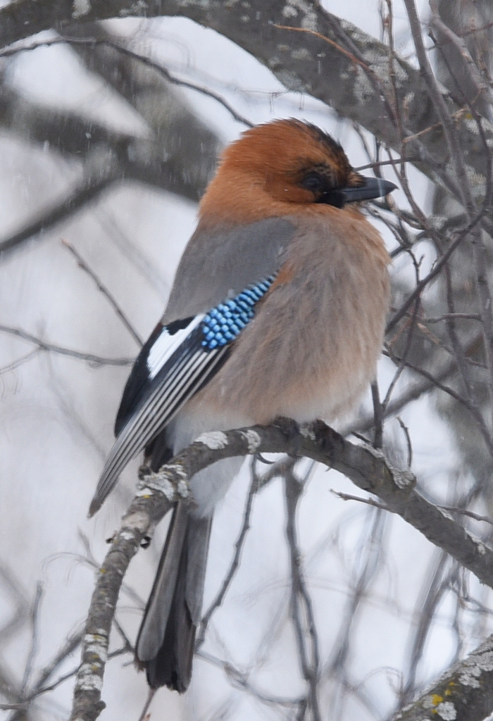 Птицы обитающие в московской области фото Eurasian Jay (Garrulus glandarius). Birds of Siberia.