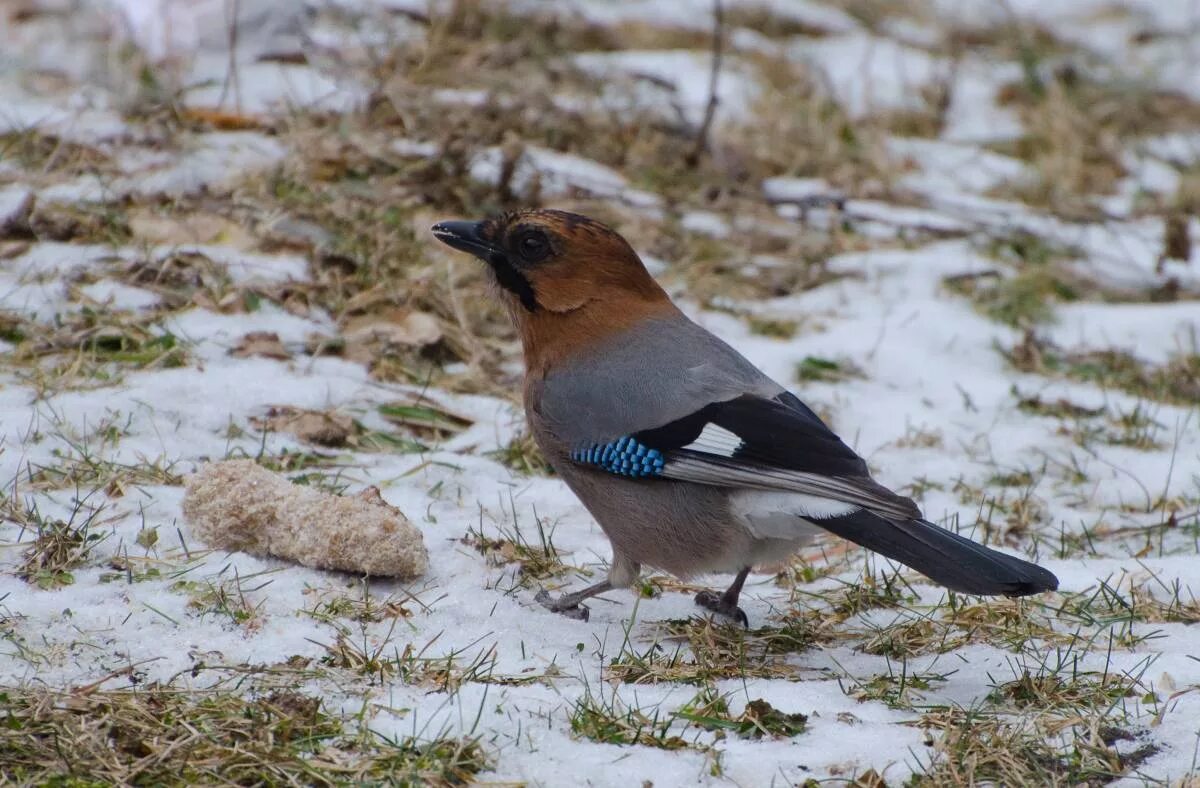 Птицы обитающие в россии фото Eurasian Jay (Garrulus glandarius). Birds of Siberia.