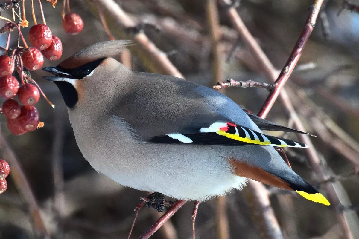 Птицы обитающие в россии фото Bohemian Waxwing (Bombycilla garrulus). Birds of Siberia.