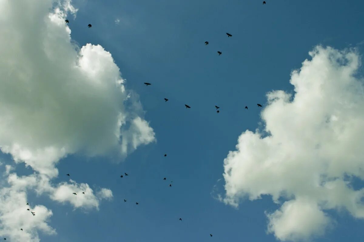 Птицы облака фото Free Images : nature, bird, cloud, sky, sunlight, fly, cumulus, blue, clouds, an