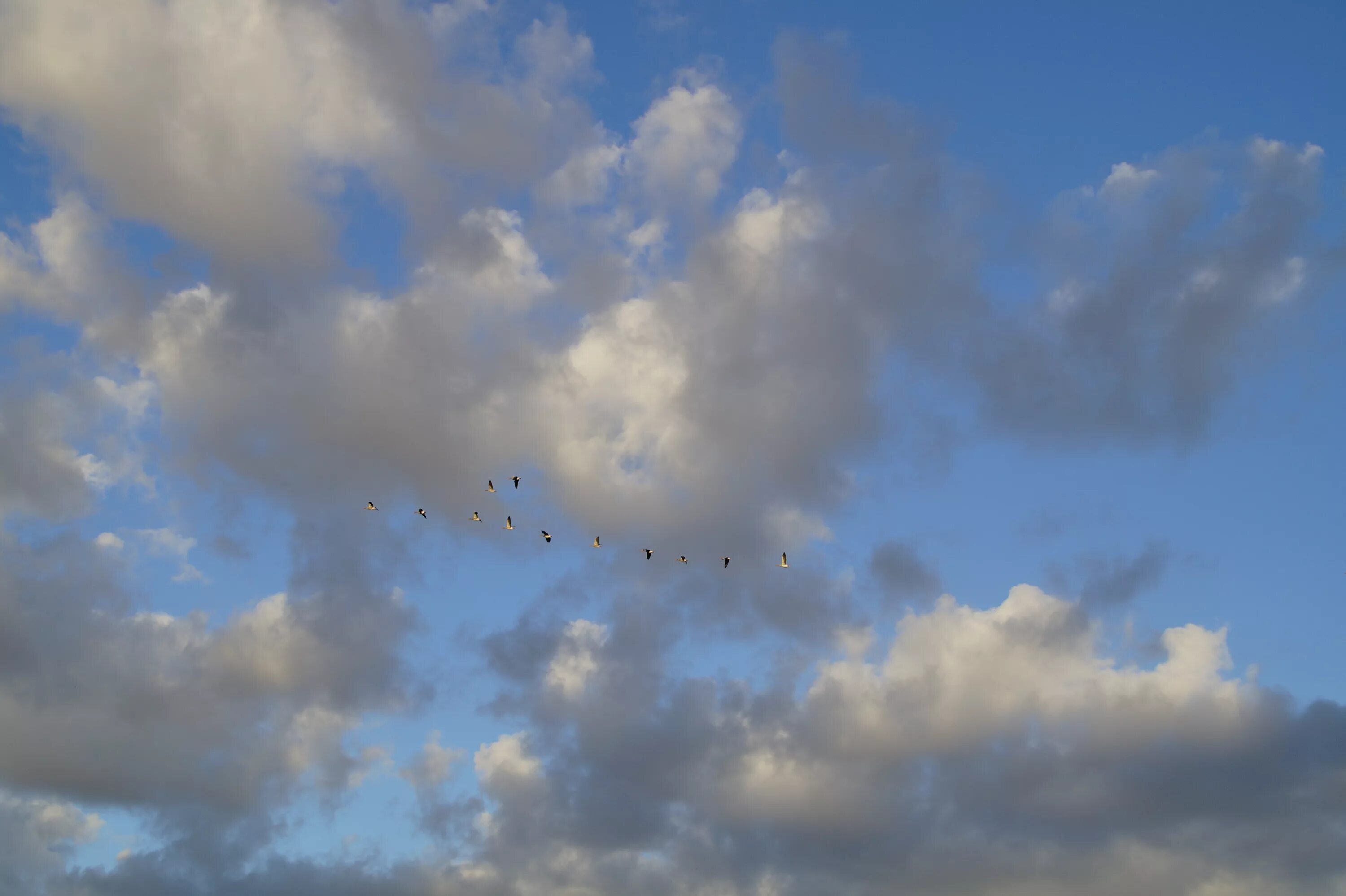 Птицы облака фото Free Images : cloud, sky, sunlight, daytime, cumulus, clouds, geese, migratory b