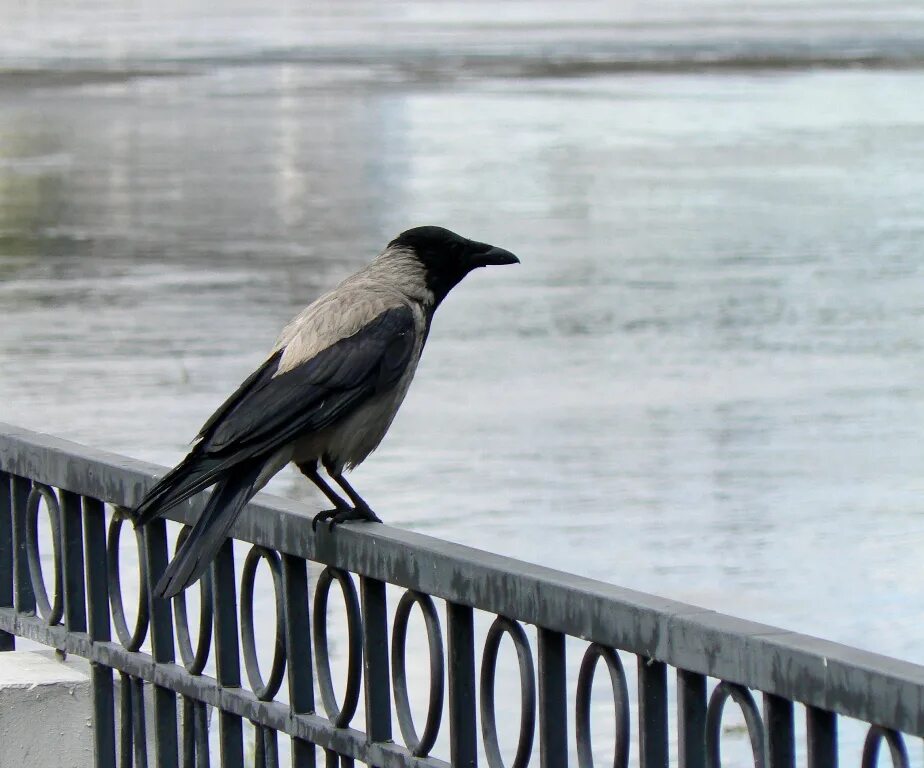 Птицы омска фото и названия Hooded Crow (Corvus cornix). Birds of Siberia.