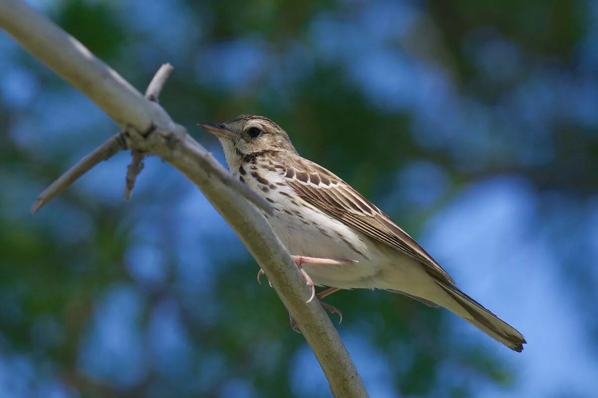 Птицы омска фото и названия Tree Pipit (Anthus trivialis). Birds of Siberia.