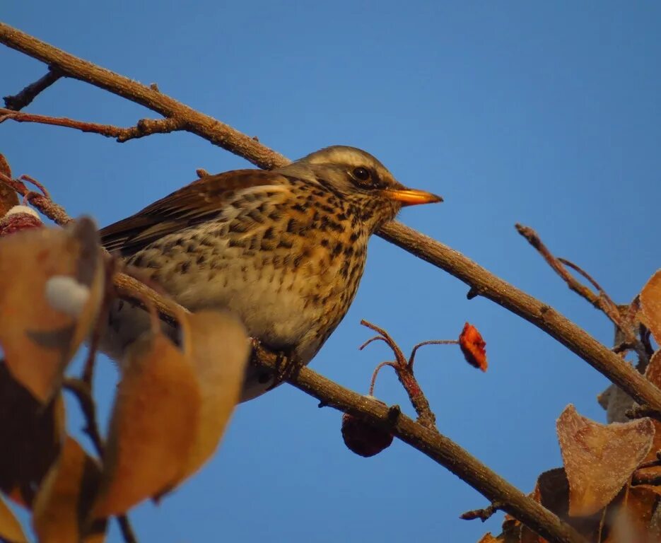 Птицы омска фото и названия Fieldfare (Turdus pilaris). Birds of Siberia.