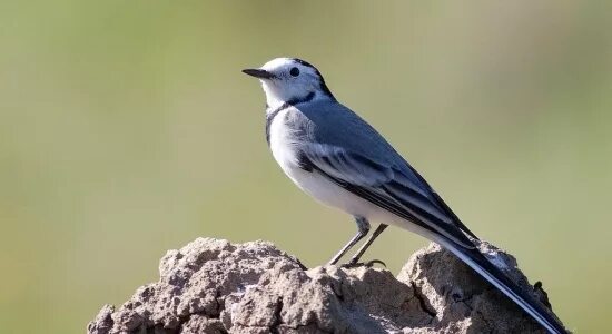 Птицы омска фото и названия Весной омичей приглашают понаблюдать за птицами