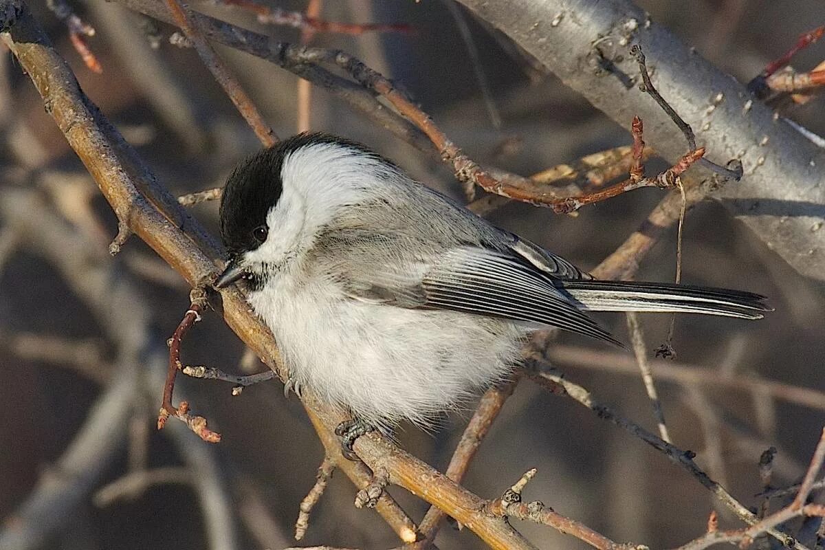 Птицы омска фото и названия Willow Tit (Parus montanus). Birds of Siberia.