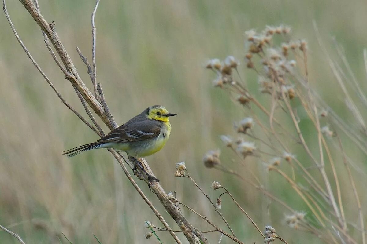 Птицы омска фото и названия Lesser Citrine Wagtail (Motacilla (citreola) werae). Birds of Siberia.