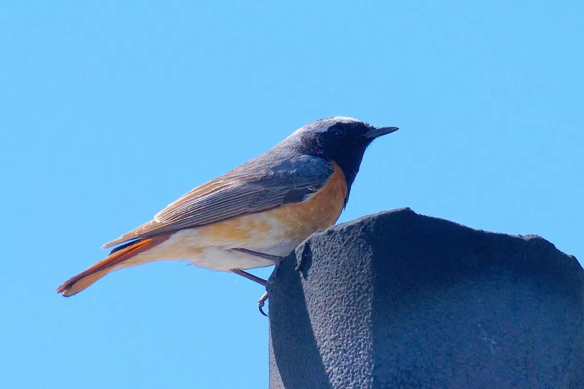 Птицы омска фото и названия Eurasian Redstart (Phoenicurus phoenicurus). Birds of Siberia.