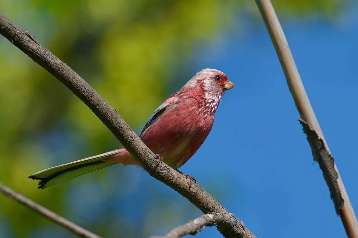 Птицы омска фото и названия Long-tailed Rosefinch (Uragus sibiricus). Birds of Siberia.