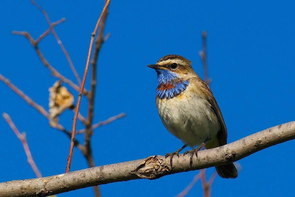 Птицы омска фото и названия Bluethroat (Luscinia svecica). Birds of Siberia.