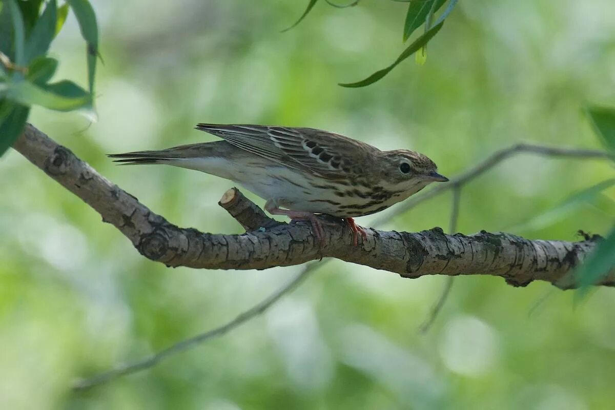 Птицы омска фото и названия Tree Pipit (Anthus trivialis). Birds of Siberia.