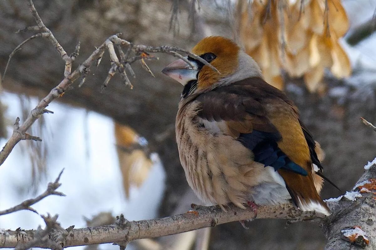 Птицы омска фото и названия Hawfinch (Coccothraustes coccothraustes). Birds of Siberia.