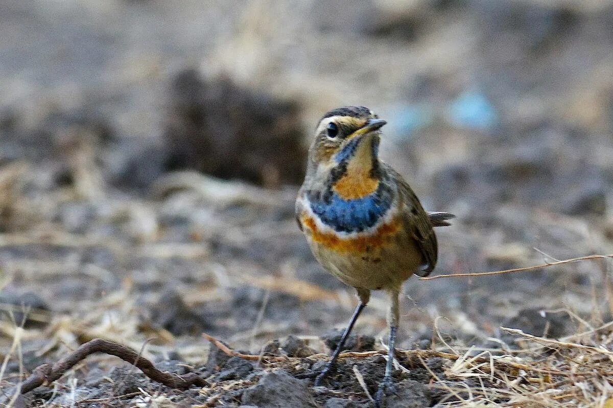 Птицы омска фото и названия Bluethroat (Luscinia svecica). Birds of Siberia.