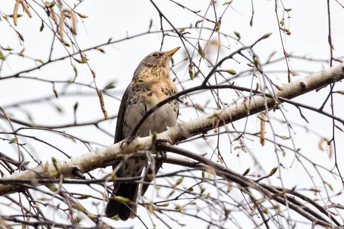 Птицы омска фото и названия Fieldfare (Turdus pilaris). Birds of Siberia.