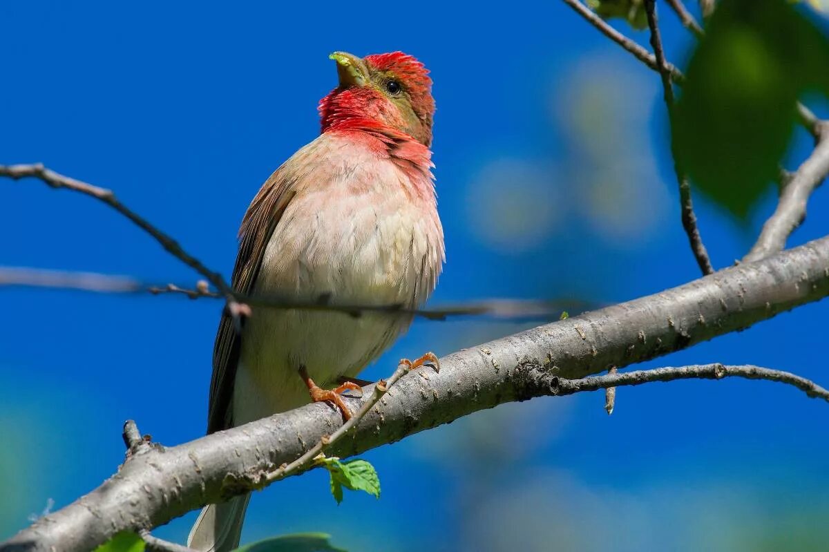 Птицы омска фото и названия Обыкновенная чечевица (Carpodacus erythrinus). Птицы Сибири.