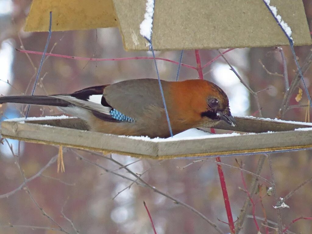 Птицы омска и омской области фото Сойка (Garrulus glandarius). Птицы Сибири.