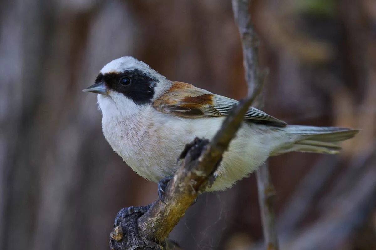 Птицы омска и омской области фото Eurasian Penduline Tit (Remiz pendulinus). Birds of Siberia.