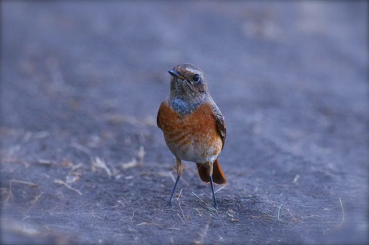 Птицы омска и омской области фото Eurasian Redstart (Phoenicurus phoenicurus). Birds of Siberia.