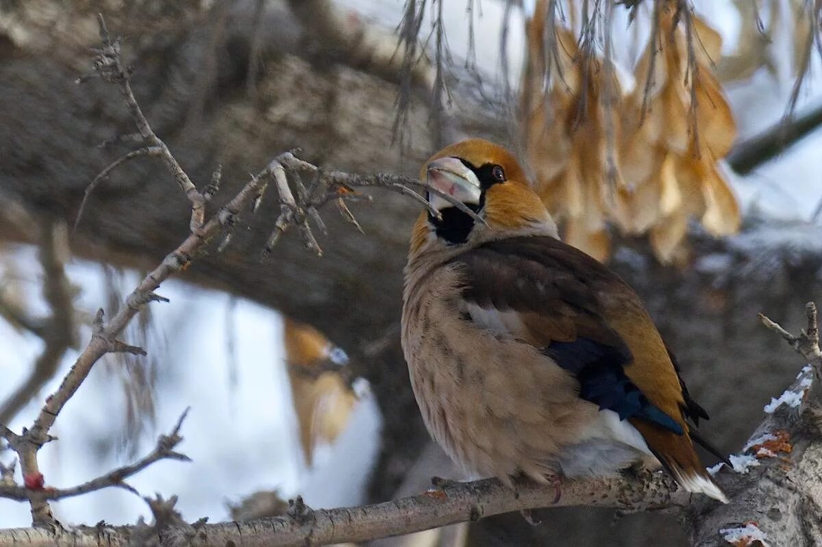 Птицы омской области фото Hawfinch (Coccothraustes coccothraustes). Birds of Siberia.