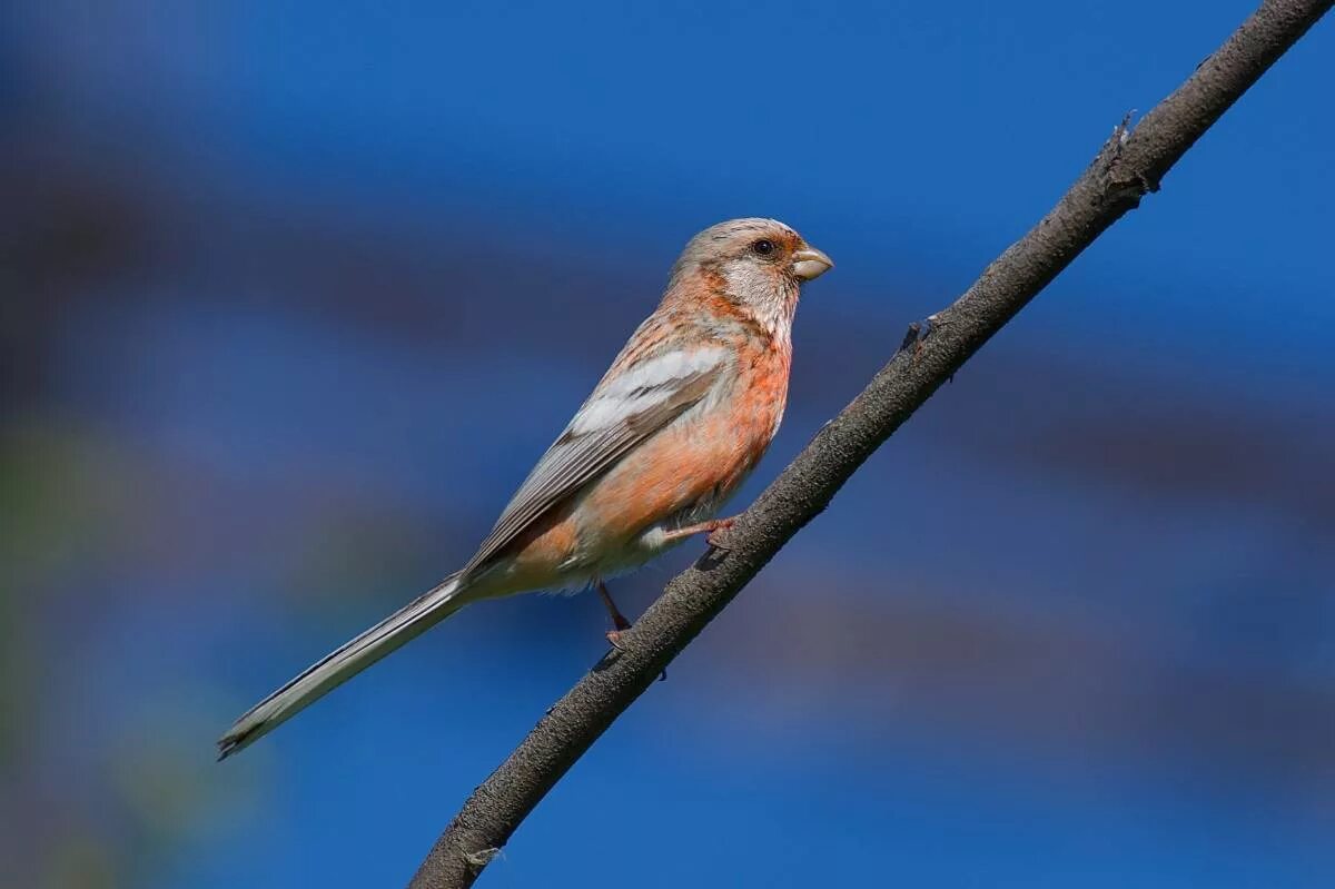 Птицы омской области фото Long-tailed Rosefinch (Uragus sibiricus). Birds of Siberia.