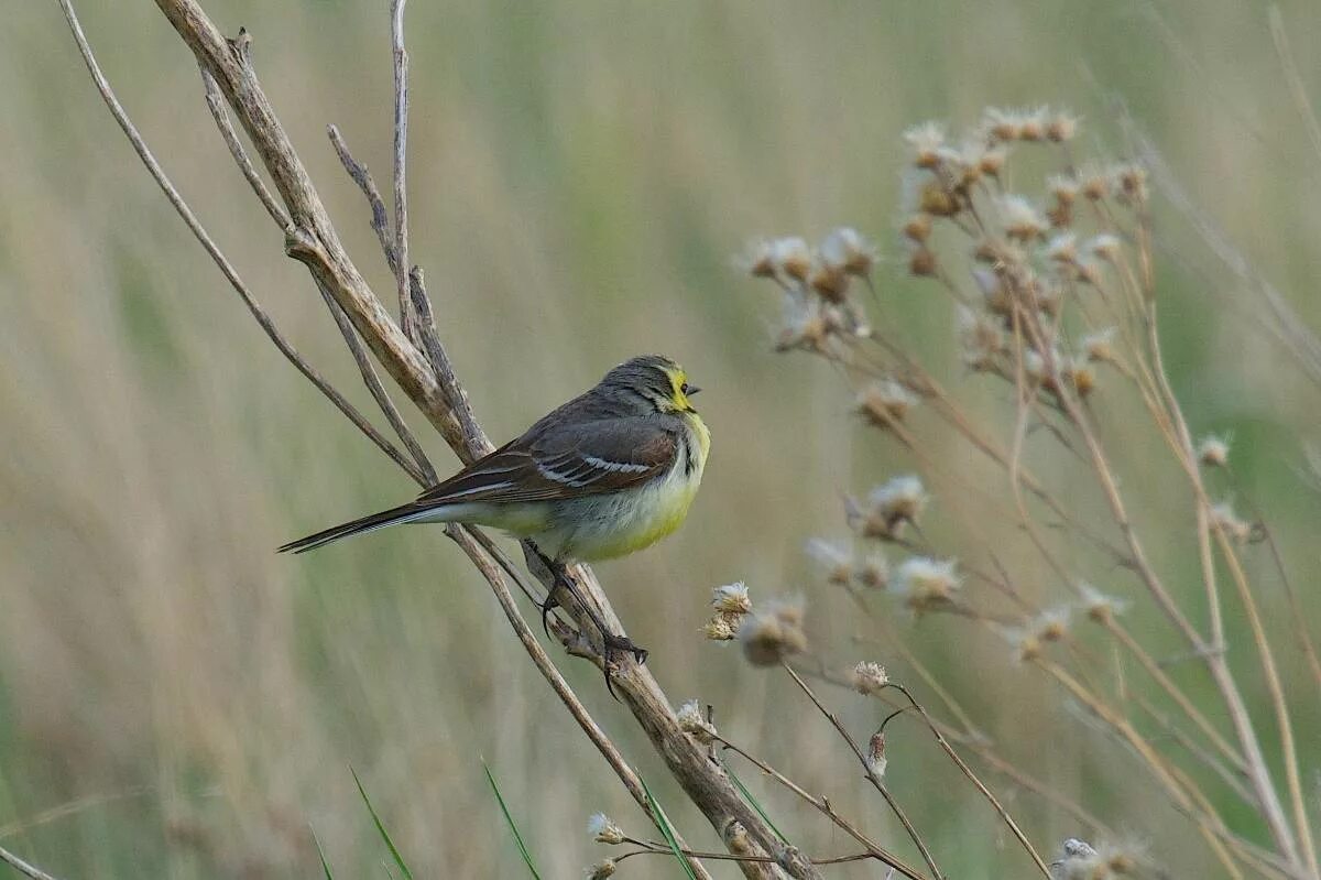 Птицы омской области фото Lesser Citrine Wagtail (Motacilla (citreola) werae). Birds of Siberia.