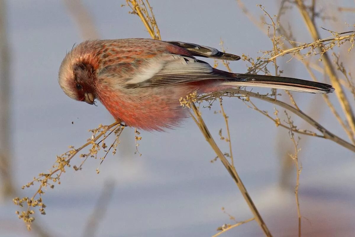 Птицы омской области фото Long-tailed Rosefinch (Uragus sibiricus). Birds of Siberia.