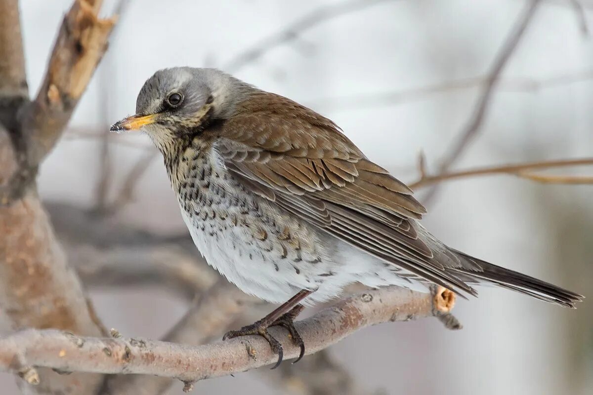 Eurasian Penduline Tit (Remiz pendulinus). Birds of Siberia.