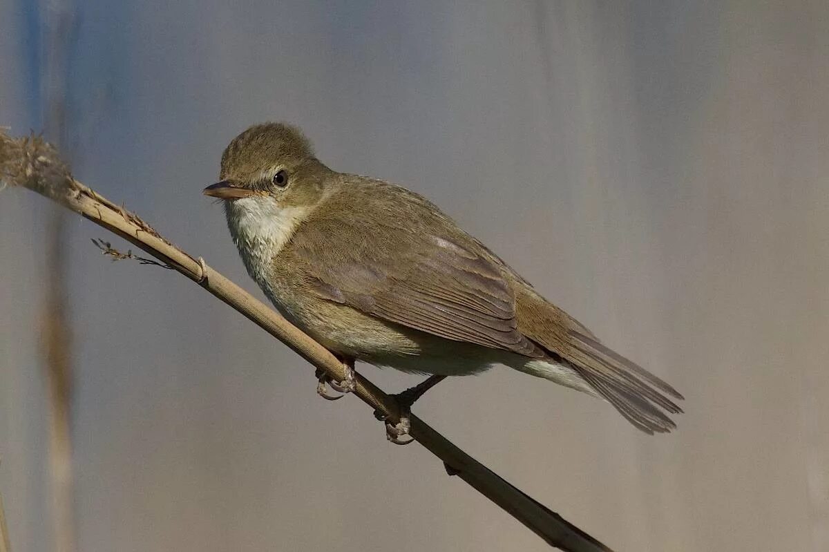 Птицы омской области фото и названия Blyth's Reed Warbler (Acrocephalus dumetorum). Birds of Siberia.