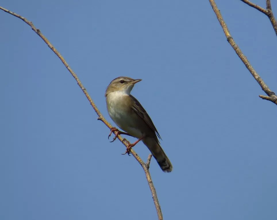 Птицы оренбурга фото Pallas's Grasshopper Warbler (Locustella certhiola). Birds of Siberia.