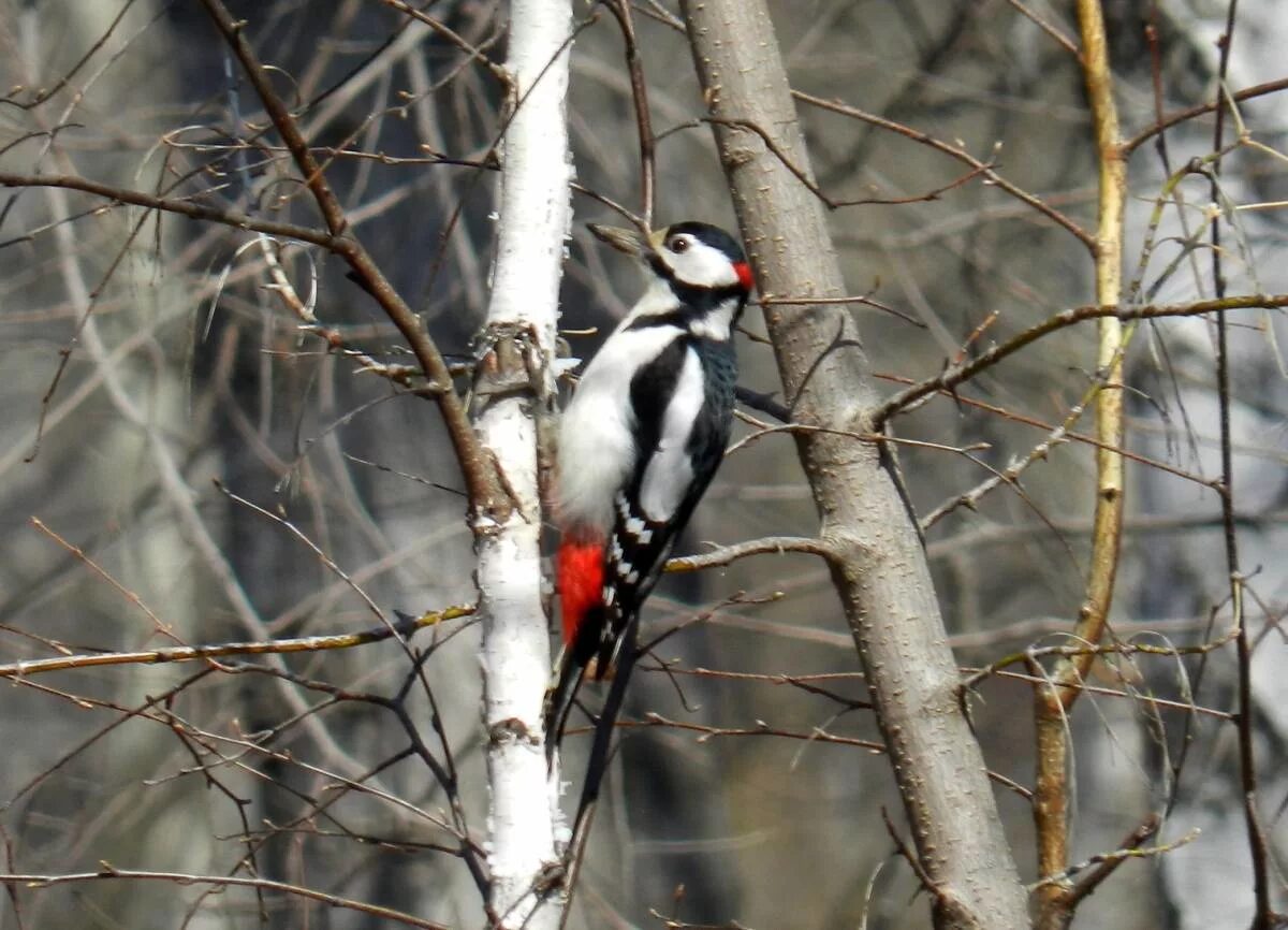 Птицы оренбургской области фото с названиями Great Spotted Woodpecker (Dendrocopos major). Birds of Siberia.