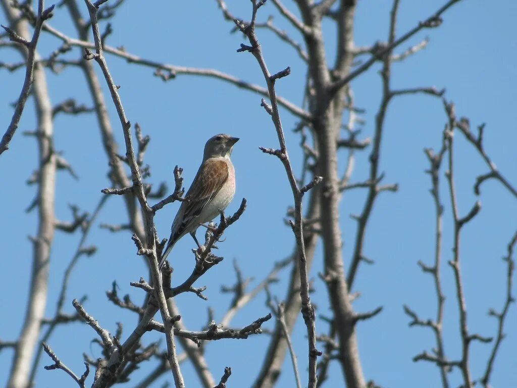 Птицы оренбургской области фото с названиями Птицы Оренбурга / The birds of Orenburg Flickr