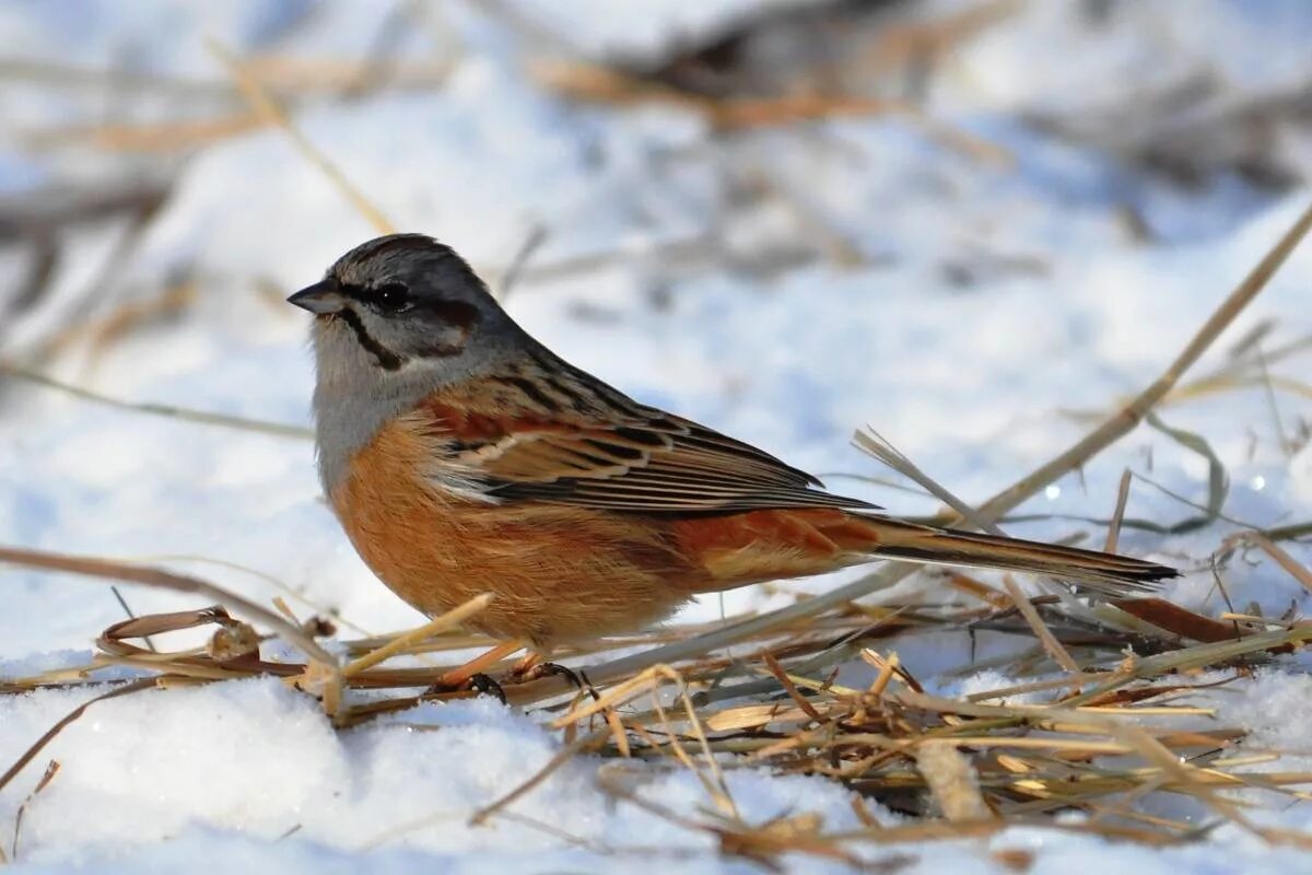 Птицы орловской области фото Godlewski's Bunting (Emberiza godlewskii). Birds of Siberia.